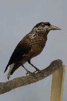 星鴉藏品圖，第4張